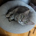 Tokito   Chat de gouttière (Commun) Mâle - Garde d'animaux à domicile