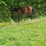 Okapy   Arabe Hongre - Garde d'animaux à domicile