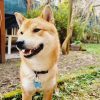 Images de profil de Cyrielle - Blooming Pets - Petsitting et garde d'animaux à domicile
