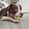 Images de profil de Cyrielle - Blooming Pets - Petsitting et garde d'animaux à domicile