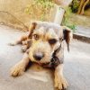 Images de profil de Cyrielle - Blooming Pets - Petsitting et garde d'animaux à domicile
