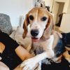 Images de profil de Cyrielle - Blooming Pets - Petsitting et garde d'animaux à domicile