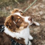 Taiko Taiko Berger Australien Mùle stérilisé - Garde d'animaux à domicile
