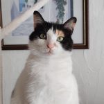 Athena Athena Chat de gouttiÚre (Commun) Femelle stérilisée - Garde d'animaux à domicile