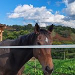 Simply Simply Z MĂąle - Garde d'animaux Ă domicile