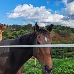 Simply   Z Mâle - Garde d'animaux à domicile