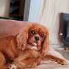 Images de profil de Julie - Blooming Pets - Petsitting et garde d'animaux Ă domicile
