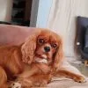 Images de profil de Julie - Blooming Pets - Petsitting et garde d'animaux à domicile