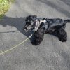 Images de profil de Julie - Blooming Pets - Petsitting et garde d'animaux Ă domicile
