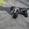 Images de profil de Julie - Blooming Pets - Petsitting et garde d'animaux à domicile
