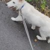 Images de profil de Julie - Blooming Pets - Petsitting et garde d'animaux Ă domicile