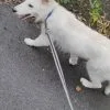 Images de profil de Julie - Blooming Pets - Petsitting et garde d'animaux à domicile