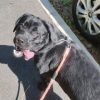 Images de profil de Julie - Blooming Pets - Petsitting et garde d'animaux Ă domicile