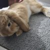 Images de profil de Magguy - Blooming Pets - Petsitting et garde d'animaux à domicile