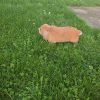 Images de profil de Magguy - Blooming Pets - Petsitting et garde d'animaux à domicile