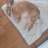 Images de profil de Magguy - Blooming Pets - Petsitting et garde d'animaux à domicile
