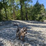 Kaly   American Bully Femelle stérilisée - Garde d'animaux à domicile