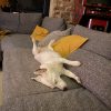 Images de profil de Aurore - Blooming Pets - Petsitting et garde d'animaux à domicile