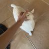 Images de profil de Aurore - Blooming Pets - Petsitting et garde d'animaux à domicile