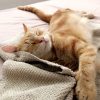 Images de profil de Aurore - Blooming Pets - Petsitting et garde d'animaux à domicile