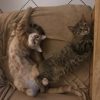 Images de profil de Aurore - Blooming Pets - Petsitting et garde d'animaux à domicile