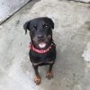 Images de profil de Aurore - Blooming Pets - Petsitting et garde d'animaux à domicile