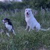 Images de profil de Aurore - Blooming Pets - Petsitting et garde d'animaux à domicile