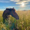 Images de profil de Aurore - Blooming Pets - Petsitting et garde d'animaux à domicile