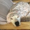 Images de profil de Aurore - Blooming Pets - Petsitting et garde d'animaux à domicile