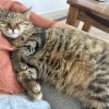 Images de profil de Aurore - Blooming Pets - Petsitting et garde d'animaux à domicile