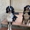 Images de profil de Aurore - Blooming Pets - Petsitting et garde d'animaux à domicile