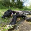 Images de profil de Aurore - Blooming Pets - Petsitting et garde d'animaux à domicile