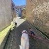 Images de profil de Aurore - Blooming Pets - Petsitting et garde d'animaux à domicile