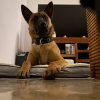 Images de profil de Aurore - Blooming Pets - Petsitting et garde d'animaux à domicile