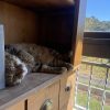 Images de profil de Aurore - Blooming Pets - Petsitting et garde d'animaux à domicile