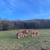 Images de profil de Aurore - Blooming Pets - Petsitting et garde d'animaux à domicile