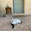 Images de profil de Aurore - Blooming Pets - Petsitting et garde d'animaux à domicile