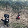 Images de profil de Aurore - Blooming Pets - Petsitting et garde d'animaux à domicile