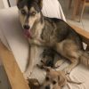 Images de profil de Aurore - Blooming Pets - Petsitting et garde d'animaux à domicile
