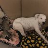 Images de profil de Aurore - Blooming Pets - Petsitting et garde d'animaux à domicile