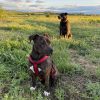 Images de profil de Aurore - Blooming Pets - Petsitting et garde d'animaux à domicile