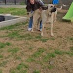Image de profil de Cigdem - Blooming Pets - Petsitting et garde d'animaux à domicile
