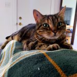 Yoda Yoda Chat de gouttière (Commun) Femelle - Garde d'animaux à domicile