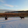 Images de profil de Ophélie - Blooming Pets - Petsitting et garde d'animaux à domicile