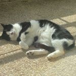Mimi   European Shorthair (Européen) Mâle stérilisé - Garde d'animaux à domicile