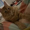 Images de profil de Audrey - Blooming Pets - Petsitting et garde d'animaux à domicile