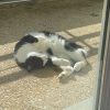 Images de profil de Audrey - Blooming Pets - Petsitting et garde d'animaux à domicile