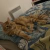Images de profil de Audrey - Blooming Pets - Petsitting et garde d'animaux à domicile