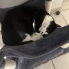 Images de profil de Audrey - Blooming Pets - Petsitting et garde d'animaux à domicile