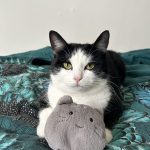 Couronne   European Shorthair (Européen) Femelle - Garde d'animaux à domicile